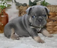 Black Collar , a male French Bulldog for sale in Richland, IA – Photo 3 of 6