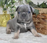 Black Collar , a male French Bulldog for sale in Richland, IA – Photo 1 of 6