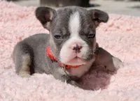 Red Collar , a female French Bulldog for sale in Richland, IA – 1 of 6