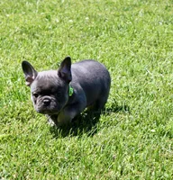 Lime Green , a female French Bulldog for sale in Richland, IA – 4 of 6