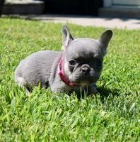 Pink Collar , a female French Bulldog for sale in Richland, IA – 2 of 6