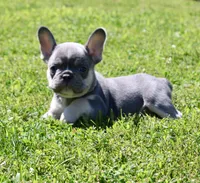 Silver Collar , a male French Bulldog for sale in Richland, IA – 3 of 8