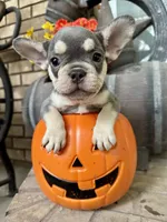 Baby Blue Collar , a female French Bulldog for sale in Richland, IA – 2 of 6