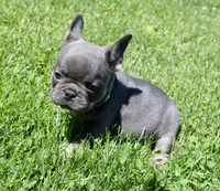 Lime Green , a female French Bulldog for sale in Richland, IA – 3 of 6