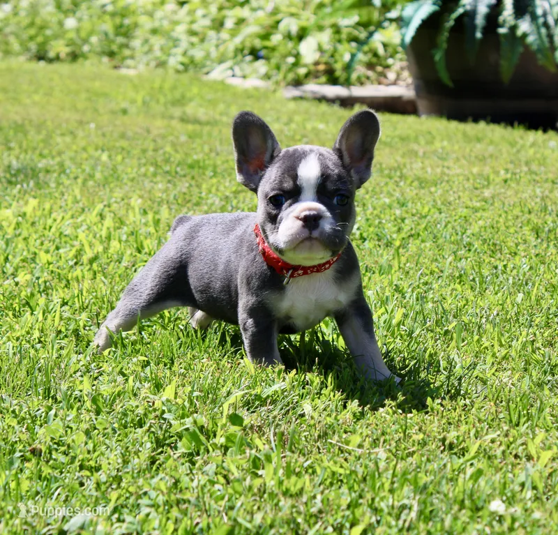 Red Collar  – French Bulldog puppy for sale in Richland, IA