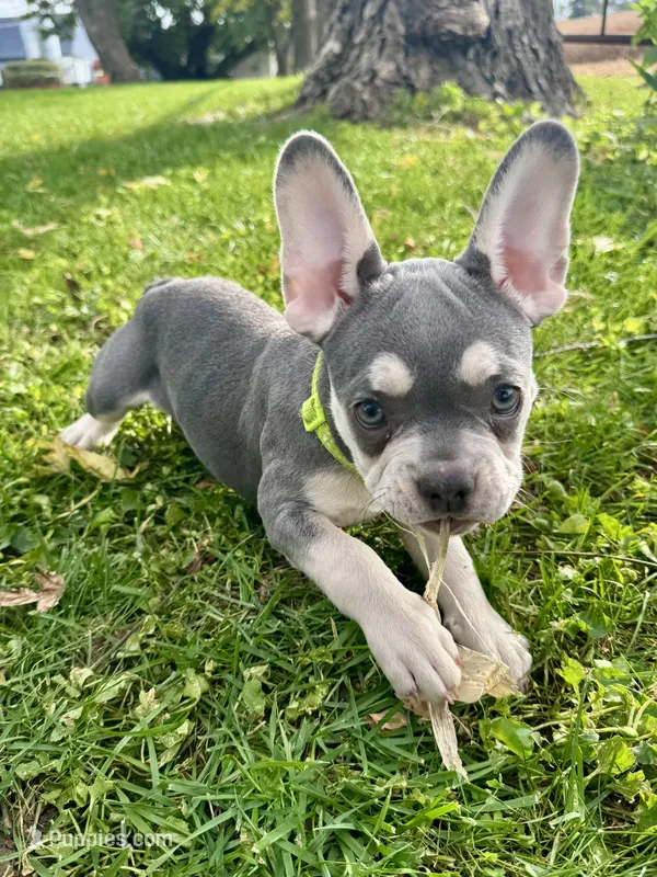 Lime Green Collar  – French Bulldog puppy for sale in Richland, IA