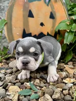 Lime Green Collar , a female French Bulldog for sale in Richland, IA – 5 of 6