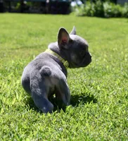 Yellow Collar , a female French Bulldog for sale in Richland, IA – 3 of 6