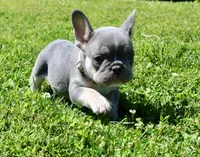 Silver Collar , a male French Bulldog for sale in Richland, IA – 4 of 8