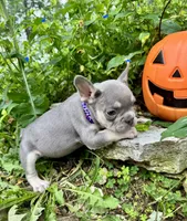 Purple Collar , a female French Bulldog for sale in Richland, IA – 4 of 4