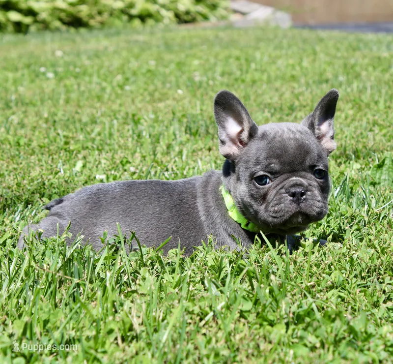 Lime Green  – French Bulldog puppy for sale in Richland, IA