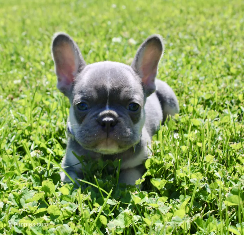 Silver Collar  – French Bulldog puppy for sale in Richland, IA
