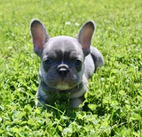 Silver Collar , a male French Bulldog for sale in Richland, IA – 1 of 8