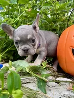 Purple Collar , a female French Bulldog for sale in Richland, IA – 3 of 4