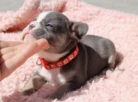 Red Collar , a female French Bulldog for sale in Richland, IA – 2 of 6