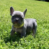 Yellow Collar , a female French Bulldog for sale in Richland, IA – 4 of 6