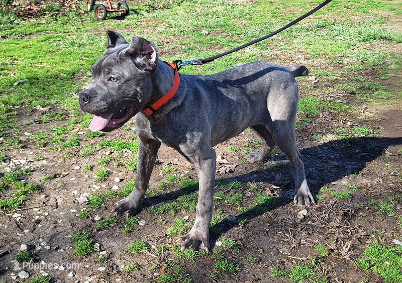 Brindle female  – Cane Corso puppy for sale in Macks Creek, MO