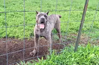 Brindle female 2, a female Cane Corso for sale in Macks Creek, MO – 2 of 2
