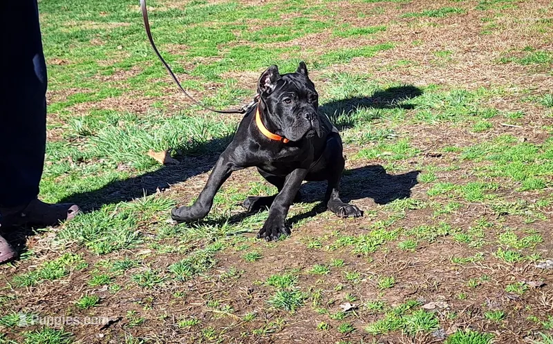 Boy 7 – Cane Corso puppy for sale in Macks Creek, MO