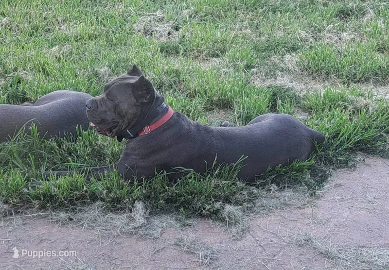 Rogue AKC/ICCF – Cane Corso puppy for sale in Macks Creek, MO