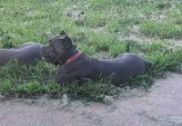 Rogue AKC/ICCF, a female Cane Corso for sale in Macks Creek, MO – 1 of 1