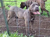 Blue Female, a female Cane Corso for sale in Macks Creek, MO – 1 of 1