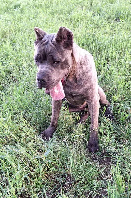 Brindle female 2 – Cane Corso puppy for sale in Macks Creek, MO