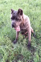 Brindle female 2, a female Cane Corso for sale in Macks Creek, MO – 1 of 2