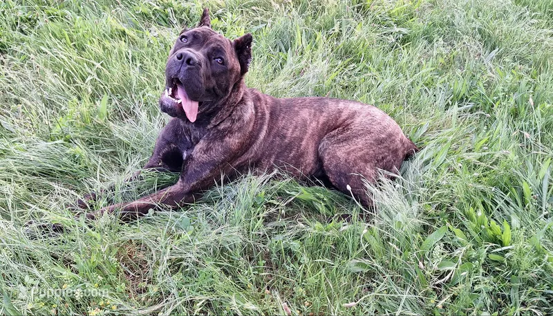 Black Brindle Female  – Cane Corso puppy for sale in Macks Creek, MO