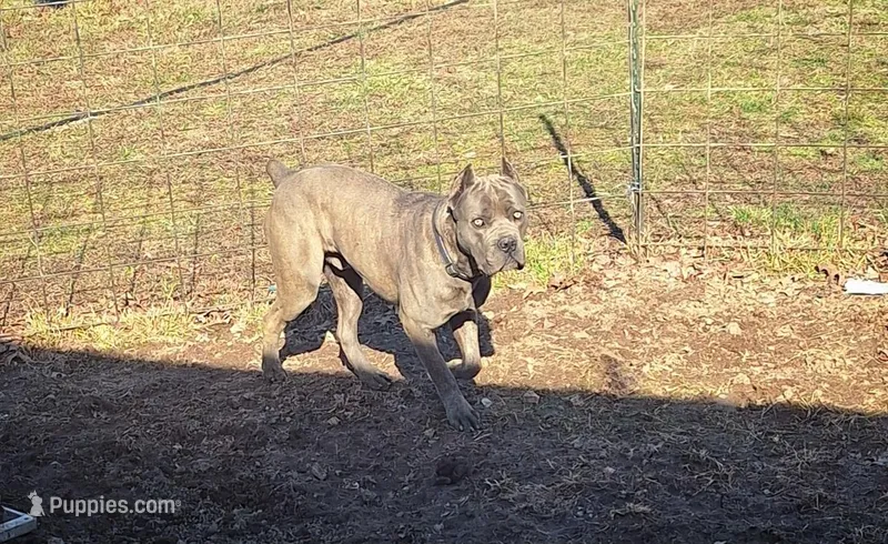 Crow – Cane Corso puppy for sale in Macks Creek, MO
