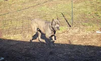 Crow, a male Cane Corso for sale in Macks Creek, MO – 1 of 1