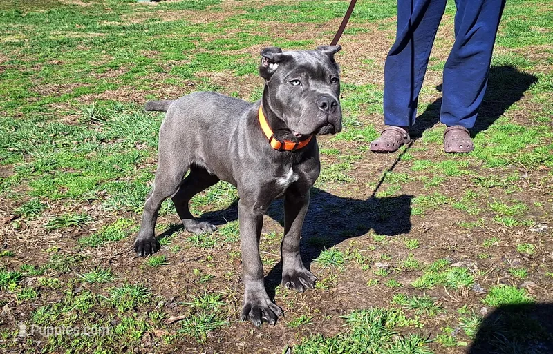 Boy 1 – Cane Corso puppy for sale in Macks Creek, MO
