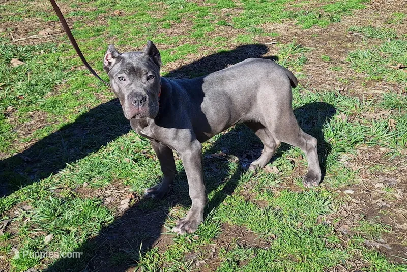Girl 8 – Cane Corso puppy for sale in Macks Creek, MO