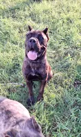 Black Brindle Female , a female Cane Corso for sale in Macks Creek, MO – 2 of 2
