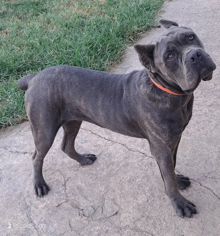 Freya – Cane Corso puppy for sale in Macks Creek, MO