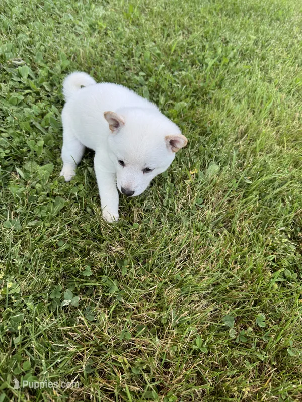 Luna – Shiba Inu puppy for sale in Chichester, NH