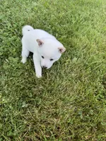 Luna, a female Shiba Inu for sale in Chichester, NH – 1 of 3