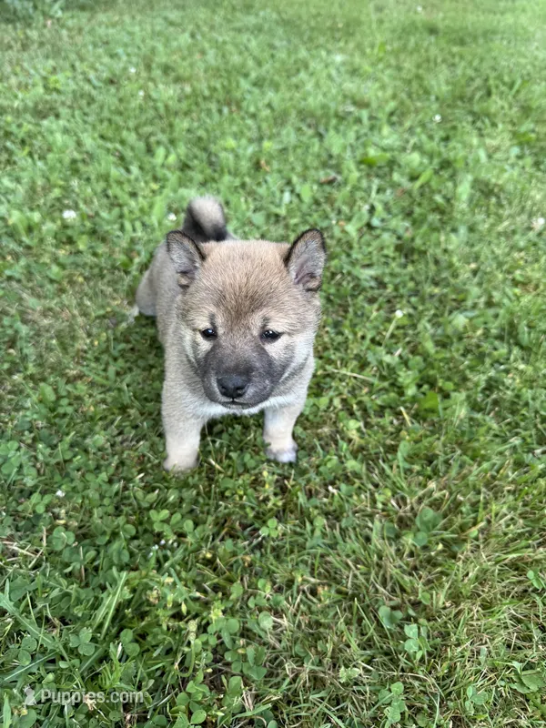 Mya – Shiba Inu puppy for sale in Chichester, NH