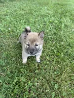 Mya, a female Shiba Inu for sale in Chichester, NH – 1 of 3