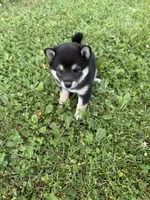 Peyton , a female Shiba Inu for sale in Chichester, NH – 3 of 3