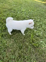 Luna, a female Shiba Inu for sale in Chichester, NH – 2 of 3