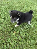 Peyton , a female Shiba Inu for sale in Chichester, NH – 2 of 3