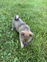 Mya, a female Shiba Inu for sale in Chichester, NH – 2 of 3