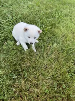 Luna, a female Shiba Inu for sale in Chichester, NH – 3 of 3