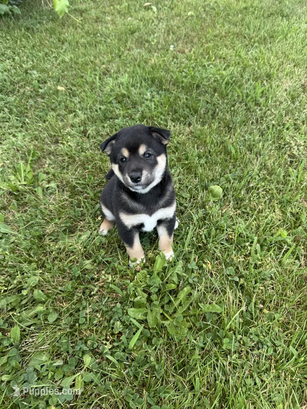 Hiker – Shiba Inu puppy for sale in Chichester, NH