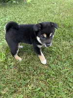 Hiker, a male Shiba Inu for sale in Chichester, NH – 3 of 3