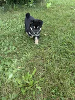Hiker, a male Shiba Inu for sale in Chichester, NH – 2 of 3