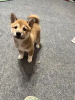 processed/071b24ef-6d31-42b0-8bc6-b464767dbc03/listing/9fa6a71f-1850-4c36-ab7d-6c8e82c5f328/d654b855-92fe-441e-8b37-b6167d2f48d8