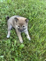 Mya, a female Shiba Inu for sale in Chichester, NH – 3 of 3