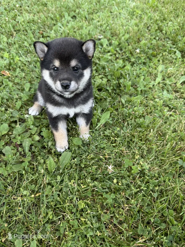 Peyton  – Shiba Inu puppy for sale in Chichester, NH
